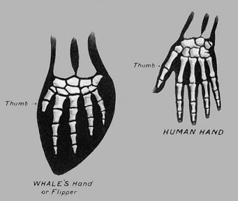 Whale_Human_Hand